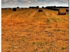 2009-0806-08-zlotow-tgr-208b