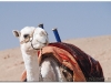 syria-2010-part2-palmyra-10
