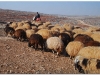 syria-2010-4-aleppo-i-okolice-1-9