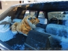 syria-2010-4-aleppo-i-okolice-4-1
