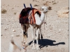 20101107-syria-palmyra-1520