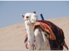 20101107-syria-palmyra-1523