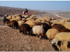 20101112-syria-1-23