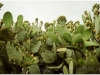 tunezja-20010510-simitthus-42