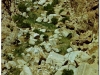 tunezja-20010512-tamerza-15