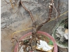 20081207-wietnam-hanoi-46